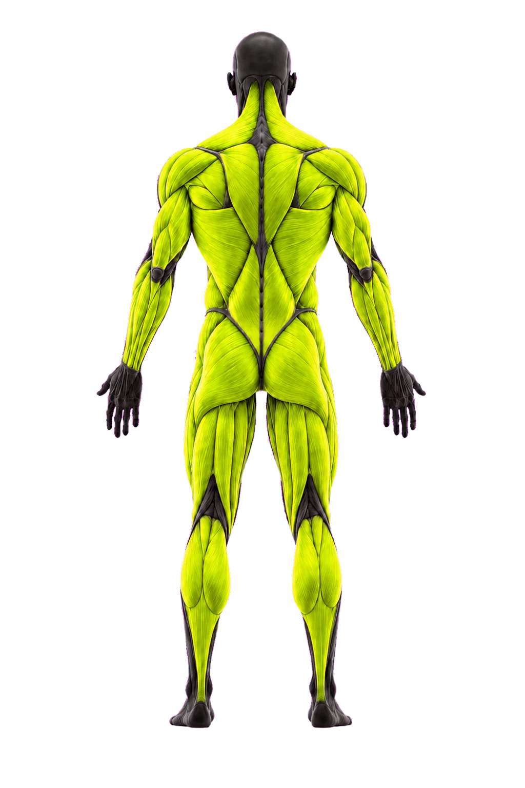 Back view of male muscle groups